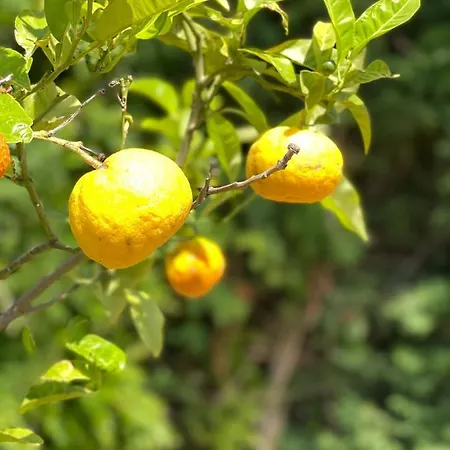 Stomio Villague 아파트호텔 3*